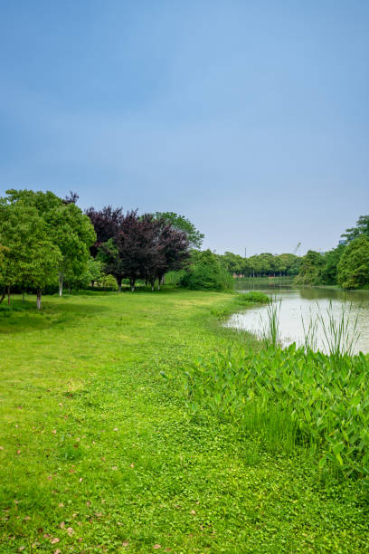 istock River and green grass in rainy weather 1224962151