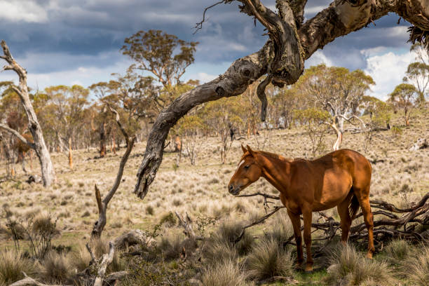 Wild horses - so called Brumbies - in the Kosciuszko National Park in New South Wales, Australia at a cloudy day in summer. This picture was taken with a zoom lens. new forest photos stock pictures, royalty-free photos & images
