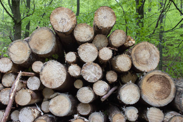 istock Tree logs stacked on top of each other in forest 3 1224963044