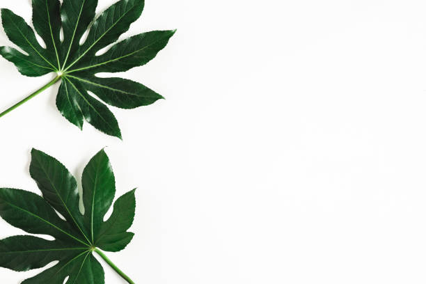 istock Summer composition. Tropical leaves on white background. Summer concept. Flat lay, top view, copy space 1224963060