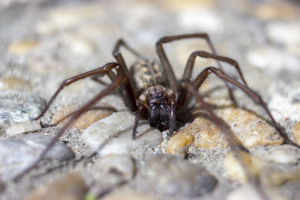 casa gigante de aranha eratigena ártico em pedras - artica - fotografias e filmes do acervo