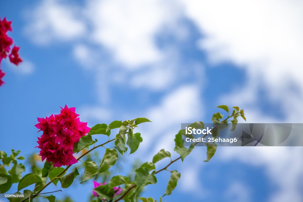 Hermosas Flores Exóticas Sobre Un Fondo Azul Blanco Cielo Foto de stock y  más banco de imágenes de Aire libre - iStock