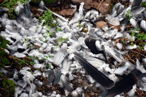 The remains of feathers. All that remains of a wood pigeon eaten by a falcon.