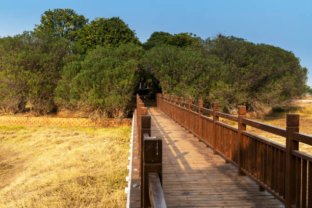 istock boardwalk in the City Park 1224965469