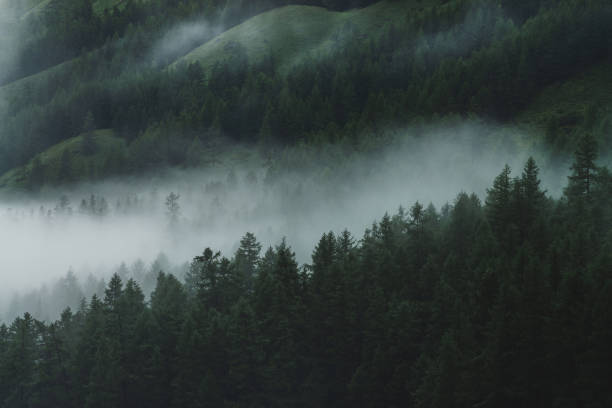 Nature Low cloud in alpine dark forest. Aerial atmospheric mountain landscape in foggy woods. View from above to misty forest hills. Dense fog among coniferous trees in highlands. Hipster, vintage tones. altai nature reserve photos stock pictures, royalty-free photos & images