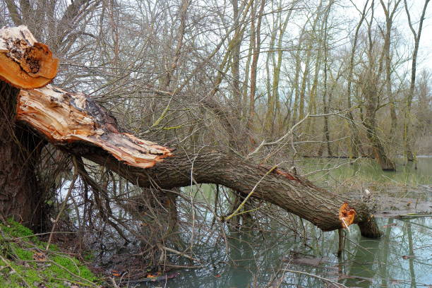 istock Fallen willow tree in Danube flooded areas during spring flood 1224967897