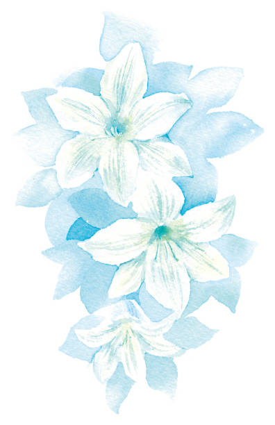 ilustraciones, imágenes clip art, dibujos animados e iconos de stock de ilustración de acuarela de lily blanco. - easter lily lily white backgrounds