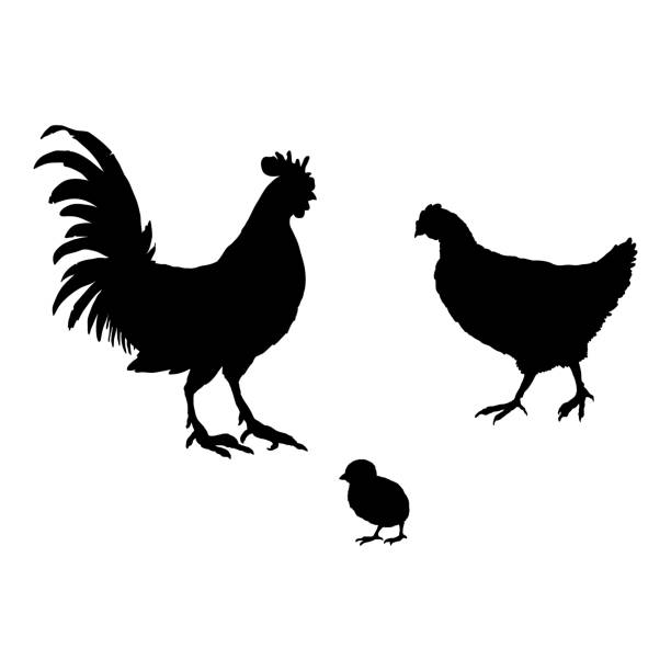 illustrations, cliparts, dessins animés et icônes de ensemble de silhouette vectorielle d’oiseaux de volaille. coq, poussin et poule. - poule naine