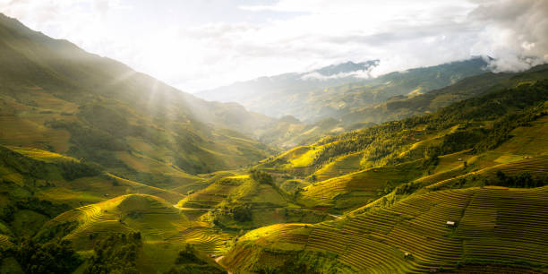 istock Green Rice fields on terraced in Muchangchai 1224971097