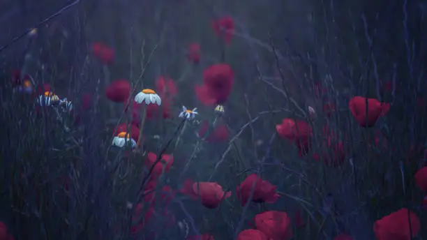 Natural yellow flowers and poppies at sunrise.