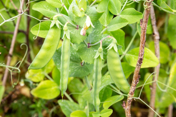 istock Pods of green peas 1224973071