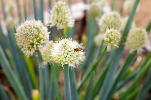 flores de cebolla (allium) - allium flower fotografías e imágenes de stock