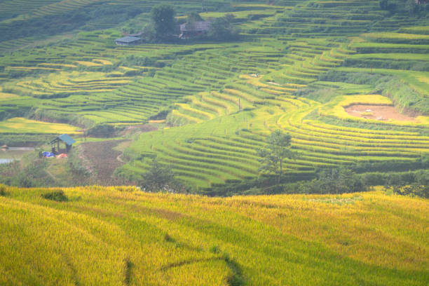 istock Beautiful landscape green rice fields prepare the harvest 1224974806