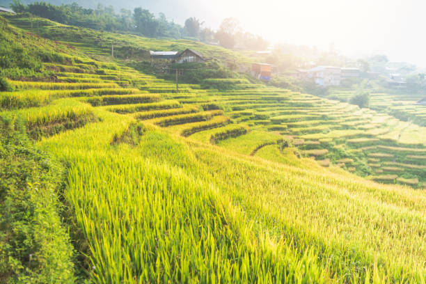 Beautiful landscape green rice fields prepare the harvest