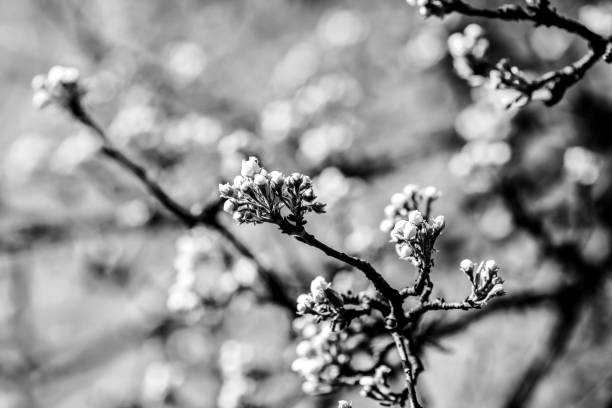 istock beautiful twigs of flowering trees in spring 1224974880