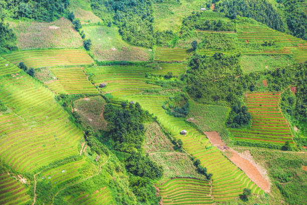 istock Beautiful landscape green rice fields prepare the harvest 1224975059