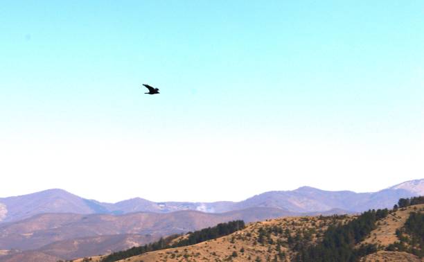 istock a bird in flight over a hill 1224975060
