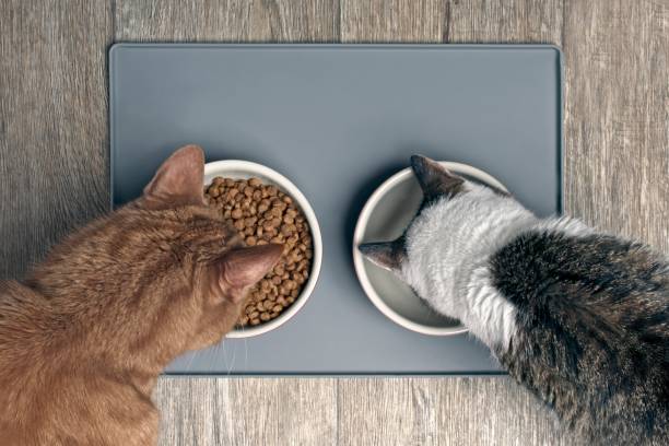 istock Looking down at two cats eating from a bowl 1224976439