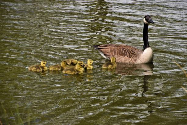 istock Goose family in park lake 1224976823