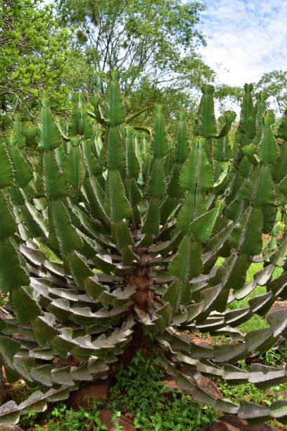 istock Euphorbia plant in natural environment 1224977803