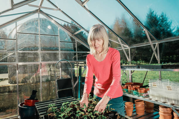 istock Woman in her greenhouse 1224978083