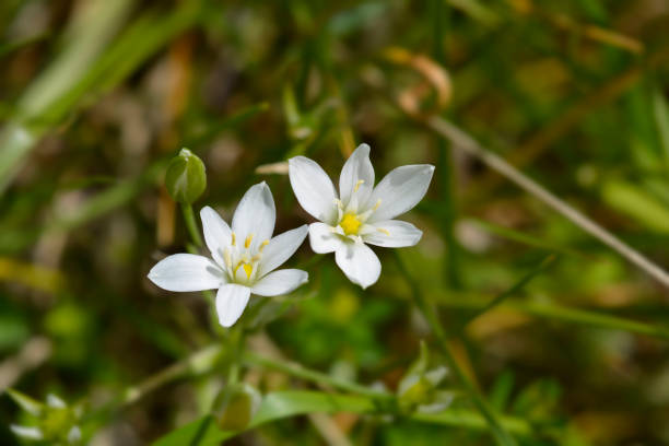 istock Garden star-of-Bethlehem 1224978223