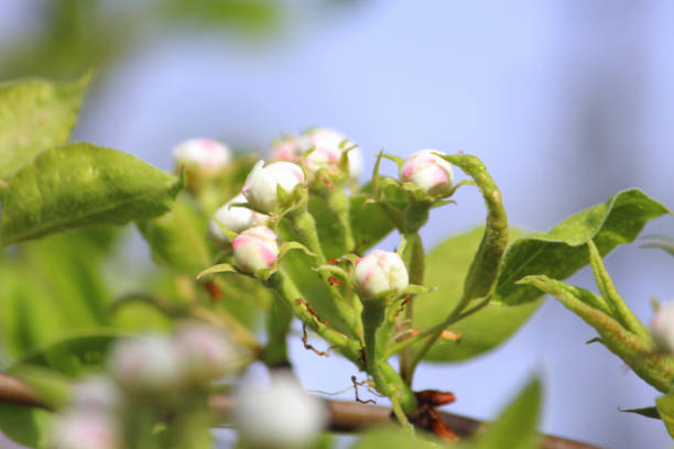 tender pear tree flowers ready to bloom in spring.