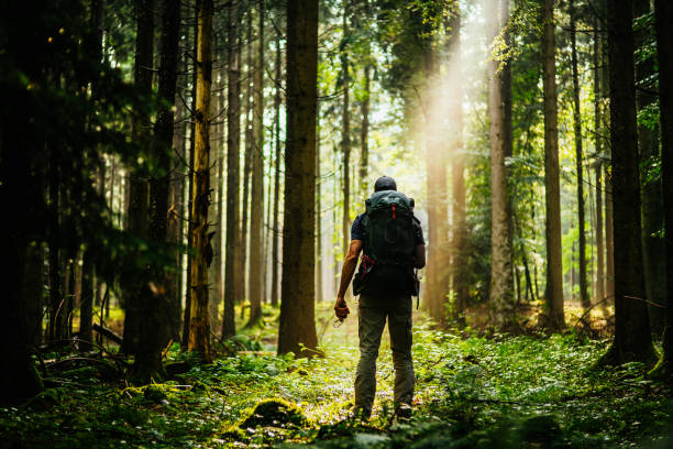 istock Hiking in the woods 1224985968