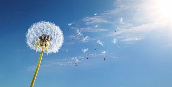 Dandelion in the wind over blue sky background with copy space
