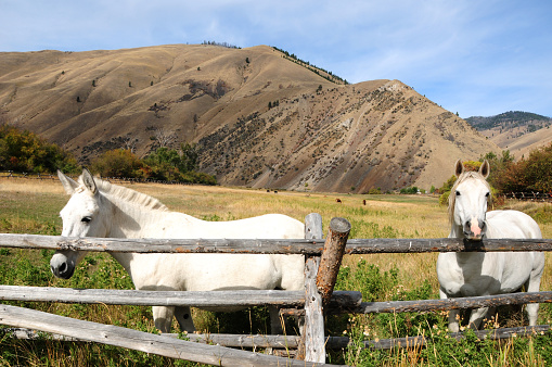 A barn in Idaho wilderness with two white horses