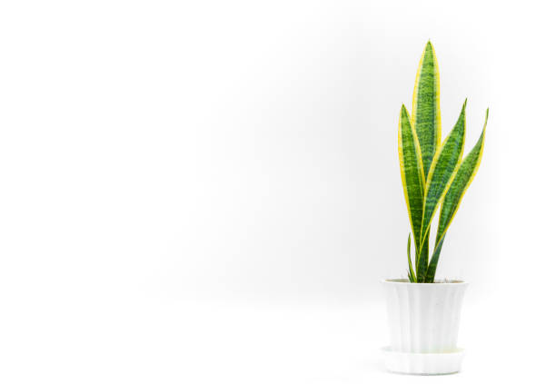 istock Small tree in a pot, top view. Granular fertilizer. 1224993026