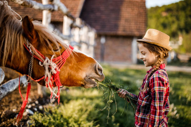 счастливая маленькая девочка кормит лошадь на ранчо. - horse child animal feeding стоковые фото и изображения