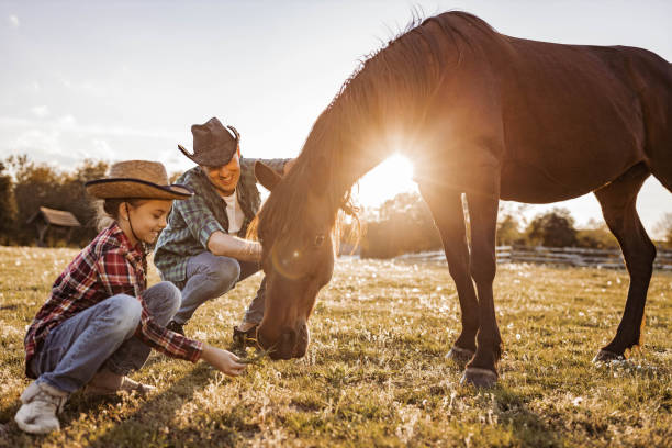 отец-одиночка и дочь кормят лошадь на ферме. - horse child animal feeding стоковые фото и изображения