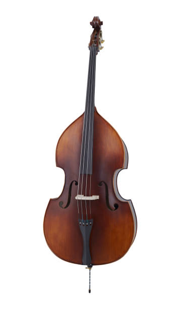 Double Bass, String Music Instrument Isolated on White background The double bass is the largest and lowest-pitched bowed string instrument. bass instrument photos stock pictures, royalty-free photos & images