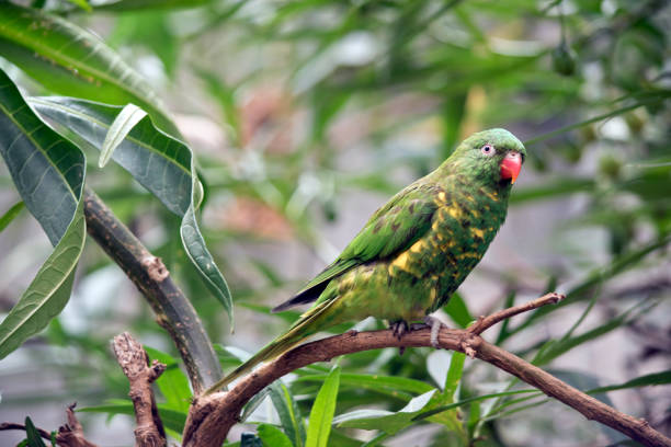 istock the scaly breasted lorikeet is green and yellow 1224998536