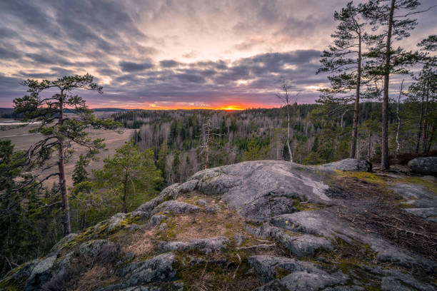 Scenic forest landscape with tranquil mood and idyllic sunset at spring evening in Finland
