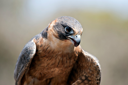 the hobby falcon has a grey head and wings and rufous and white under carriage with a grey beak