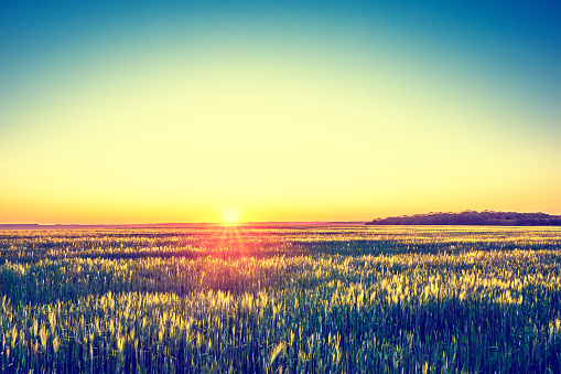 Scenic view of blooming spring field at sunrise
