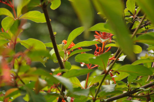 istock Messy leaves of Hamelia patens 1225002203