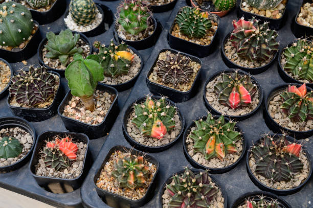 istock Group of small cactus in a pot for sale 1225002751