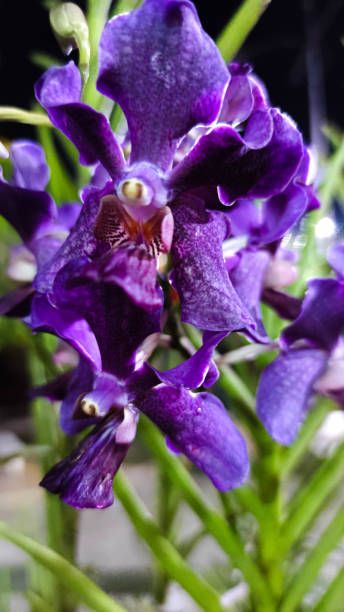 istock lilac phalaenopsis or Moth dendrobium Orchid flower . lilac Orchids Isolated on blur background. butterfly orchids. Closeup of lilac phalaenopsis orchid. Phalaenopsis lilacred stripe hybrid 1225002785