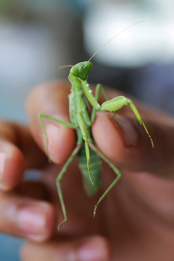 Stock photo showing a portrait of a green Praying Mantis insect held in a hand of an unrecognisable person. Detailed view of triangular shaped head with mandibles, compound eyes and antennae.