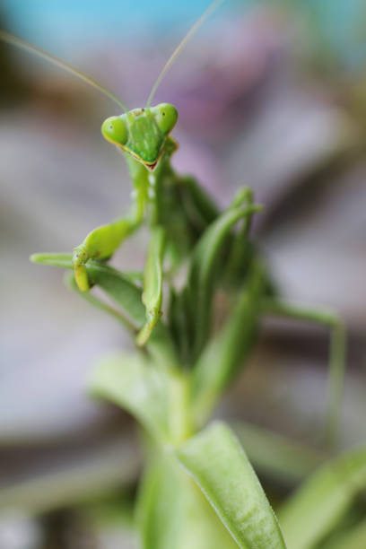 istock Image of triangular shaped head and bulging eyes of a bright green Praying Mantis insect sat on leaf, focus on foreground 1225005753