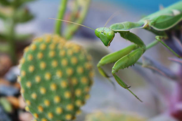 istock Image of bright green Praying Mantis insect walking across succulent cactus, triangular shaped head,  bulging compound eyes, antennae and enlarged forelegs, focus on foreground 1225005782