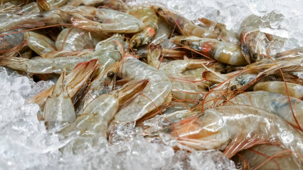 Bunch of fresh uncooked shrimps on display among ice stock photo