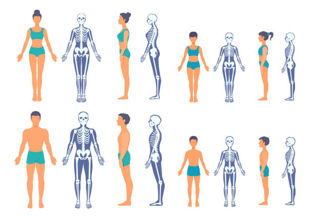 몸의 실루엣이 있는 인체와 해골. 남성, 여성 서. 전면, 측면 보기 전체 길이. 성인 및 어린이 엑스레이 이미지입니다. 사람들 해부학. - 인간의 골격 stock illustrations