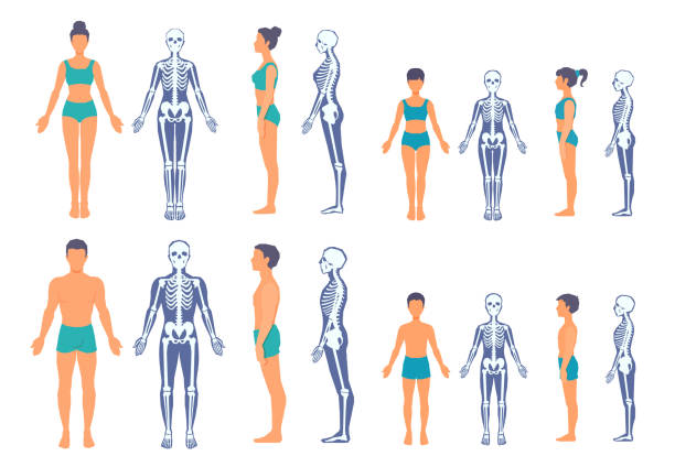 The human body and a skeleton with a silhouette of a body. A male, female person standing. Front view, side view in full length. Adult and kid x-ray image. People anatomy. A vector illustration on a white background. female likeness stock illustrations