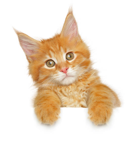 istock Maine coon kitten above banner 1225008458