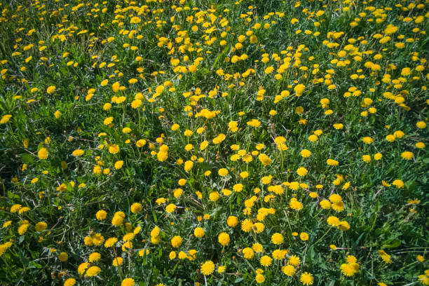 istock Meadow with many dandelions, bright sunny day 1225008560