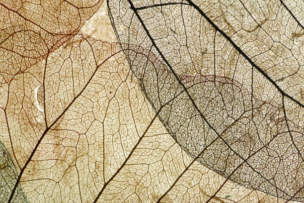 istock Leaves close up background. Dry in old leaves with a micro pattern on a light, decorative background. Nature, botany, biology and science concept. 1225008622